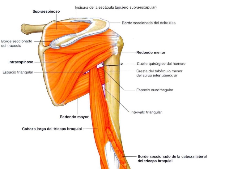 Imagen destacada - Exploración osteomuscular y articular del hombro